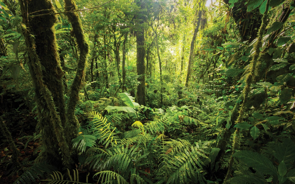 Apa Kata Mahasiswa Pecinta Alam Tentang Hutan?