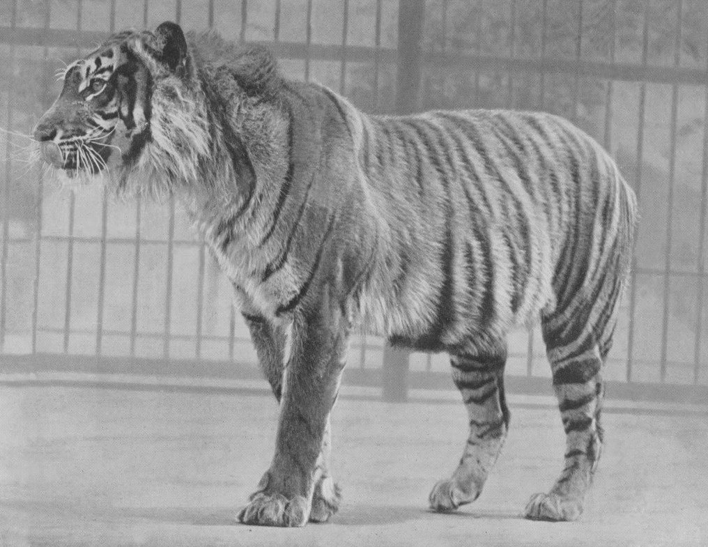 harimau jawa