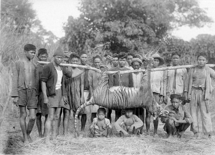 harimau jawa