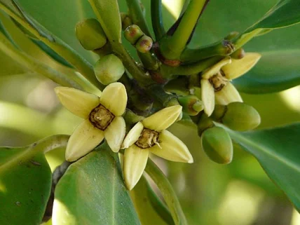 mangrove