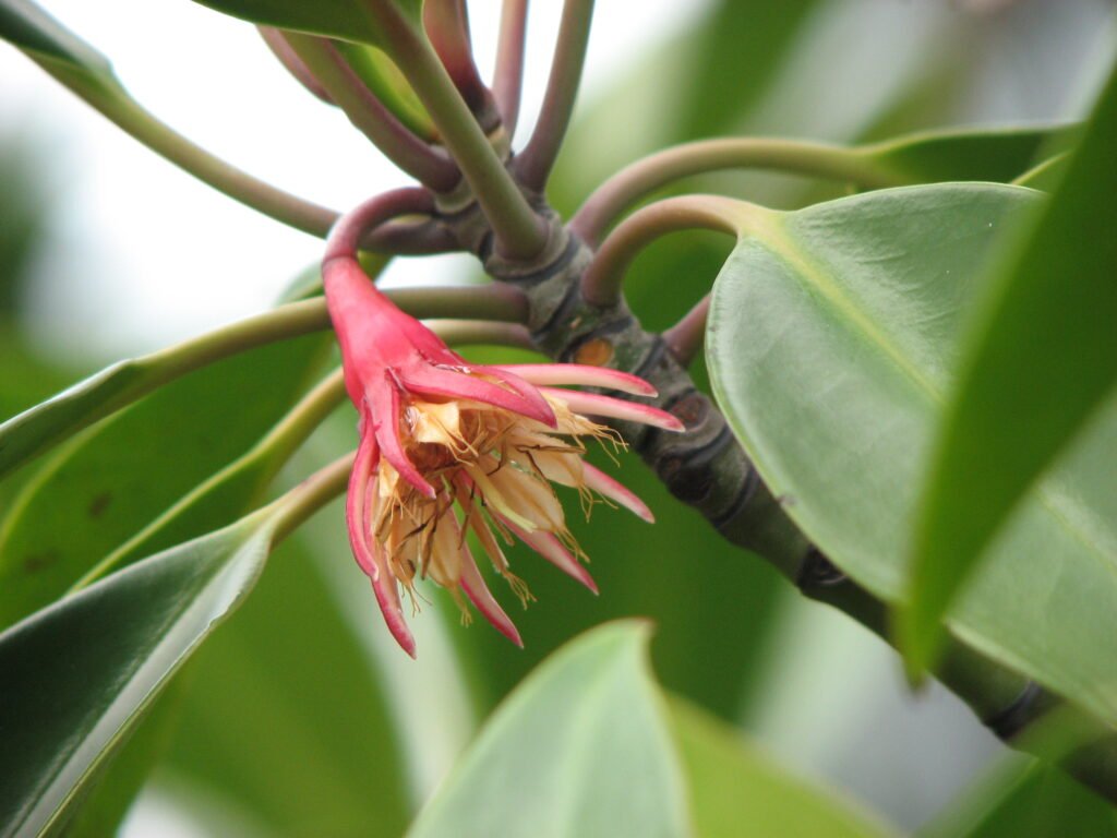 mangrove