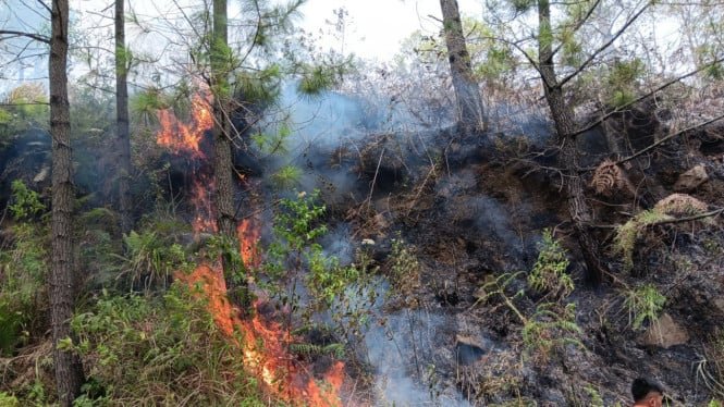 kebakaran hutan