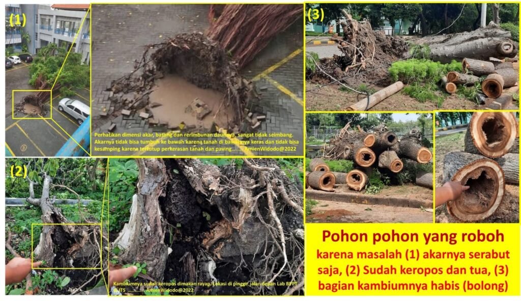 pohon tumbang