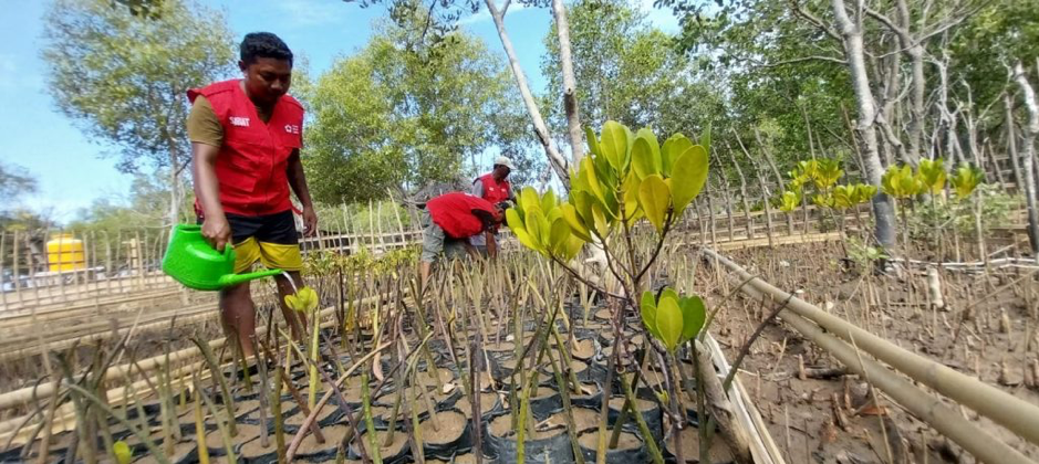 mangrove